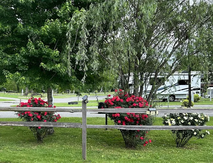 Buddy Bear in the Smokies RV Campground Picture 8