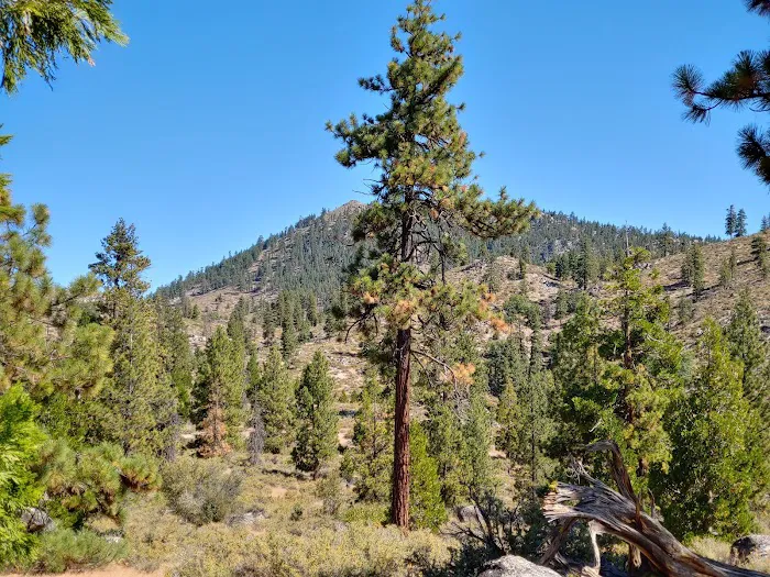 Cottonwood Spring Campground Picture 4