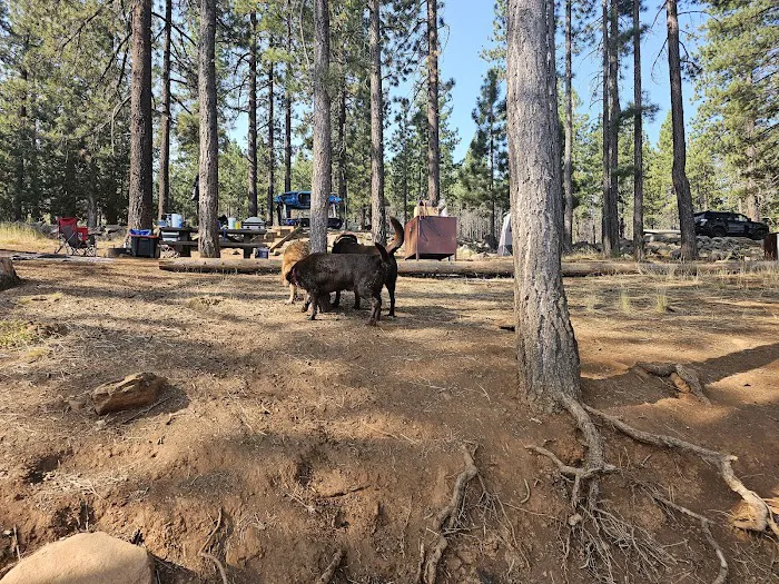 Spring Creek Campground Picture 4