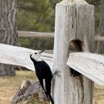 Sierra Nevada Journeys Cafeteria