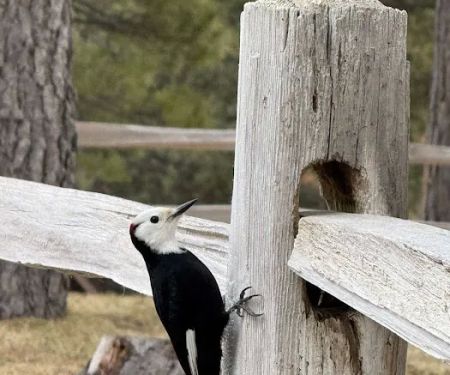 Sierra Nevada Journeys Cafeteria