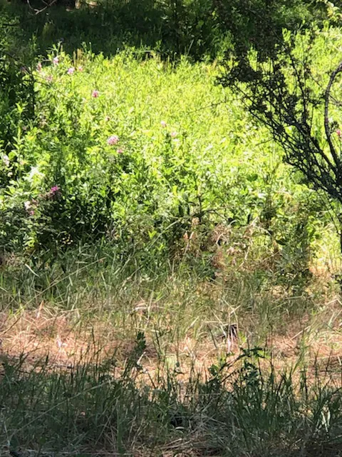 Camp Shady Meadow Picture 2