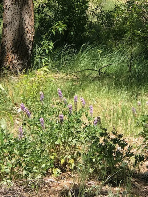 Camp Shady Meadow Picture 7