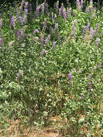 Camp Shady Meadow Picture 4