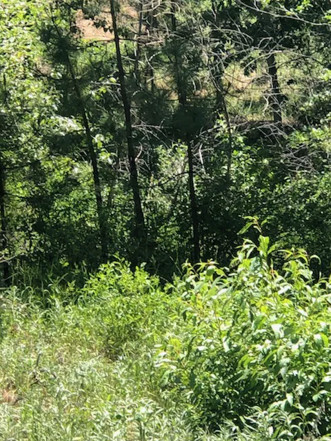 Camp Shady Meadow Picture 10