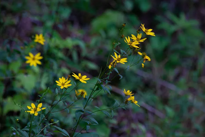 Gatlin Ridge RV Park Picture 7