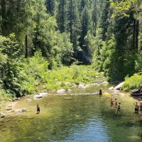 Golden Trout ico
