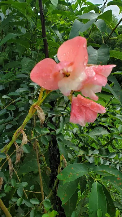 98 Saints Place Picture 1