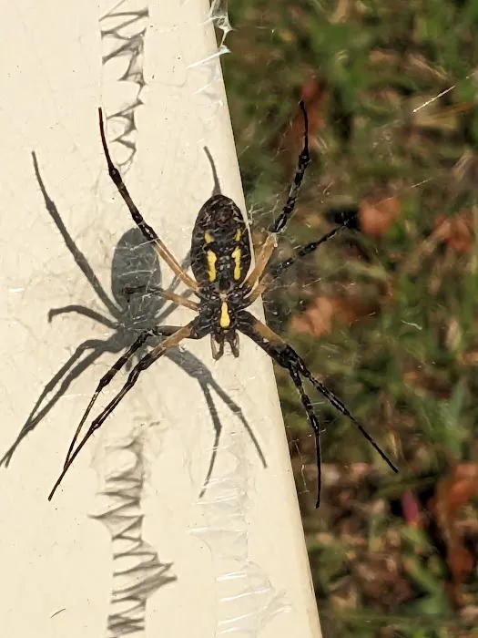 98 Saints Place Picture 7