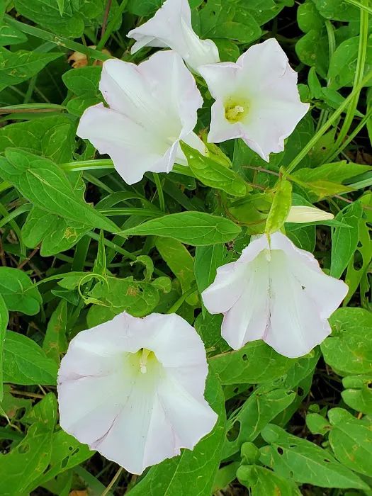 98 Saints Place Picture 6