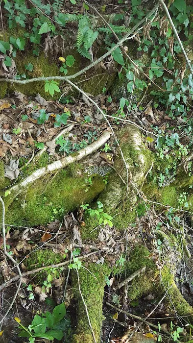 98 Saints Place Picture 8