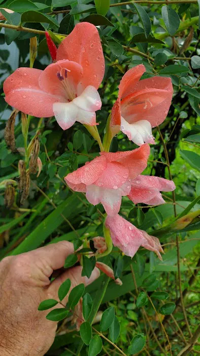 98 Saints Place Picture 4