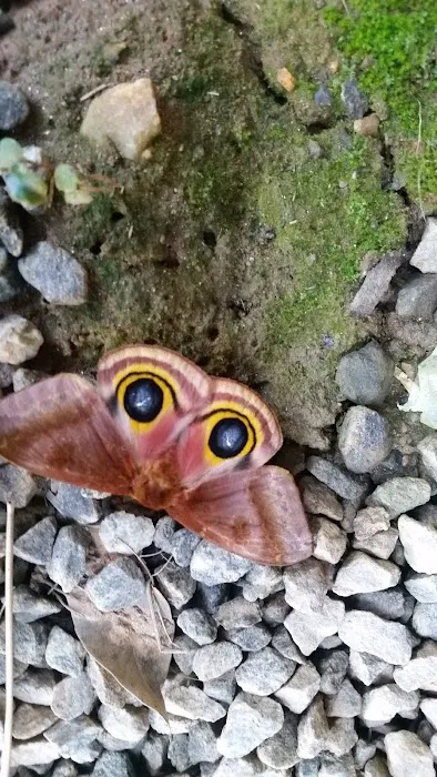 98 Saints Place Picture 10