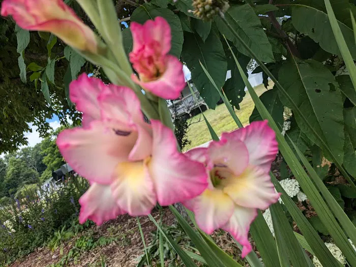 Walnut Ridge Picture 5