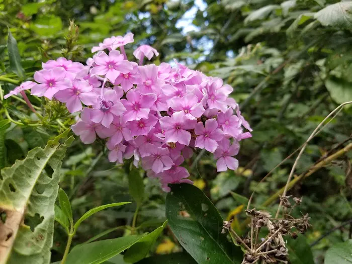 Walnut Ridge Picture 3