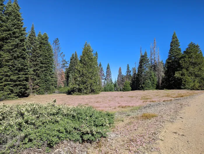 Grizzly Flat Dispersed Campground Picture 1