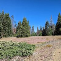 Grizzly Flat Dispersed Campground ico