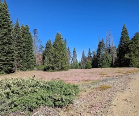 Grizzly Flat Dispersed Campground
