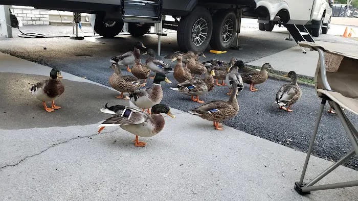 Creekside RV Park Picture 8