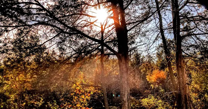 Westbury Oaks Picture 3