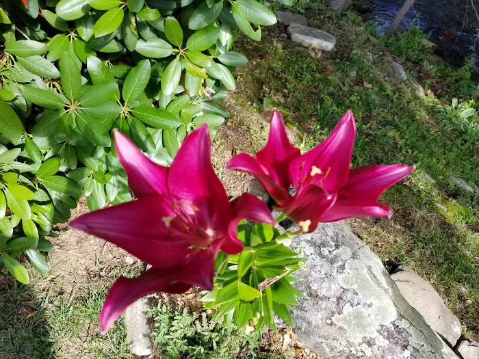 Rippling Waters Creekside RV Park Picture 9