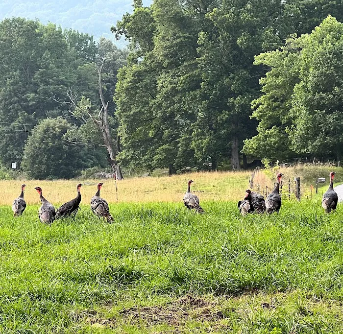 Hemphill Hideaway RV Park Picture 7