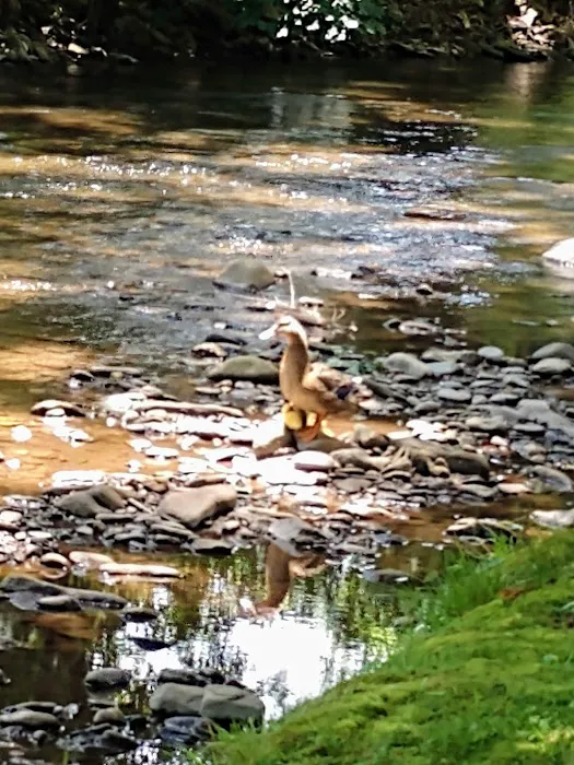 Cross Creek RV Park Picture 3