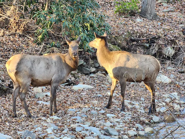 Stonebridge RV Resort and Campgrounds Picture 9