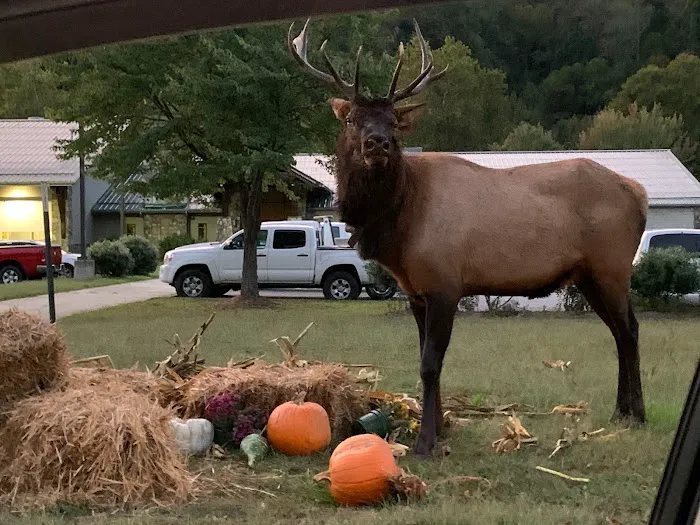 Country Girls RV Park Picture 4