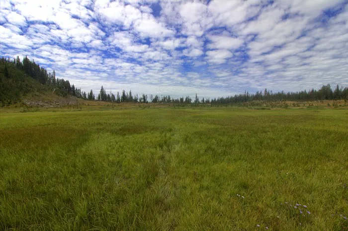 Douglas Knob Meadow Picture 1