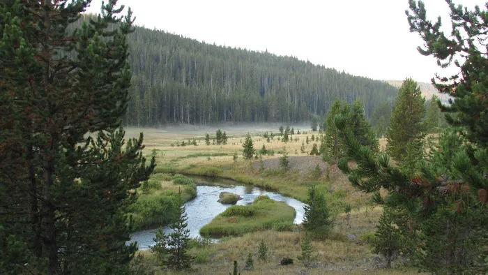 Moose Creek Meadow Picture 1