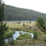 Moose Creek Meadow