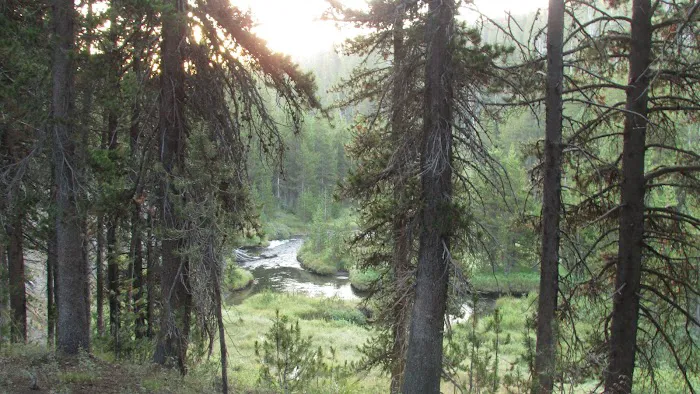 Moose Creek Meadow Picture 2
