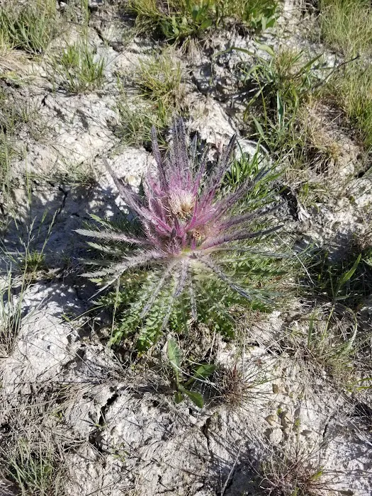 Firehole Springs Picture 6