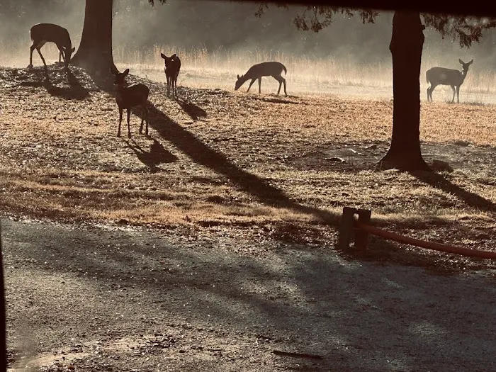 Spring Hollow Camping, LLC Picture 2