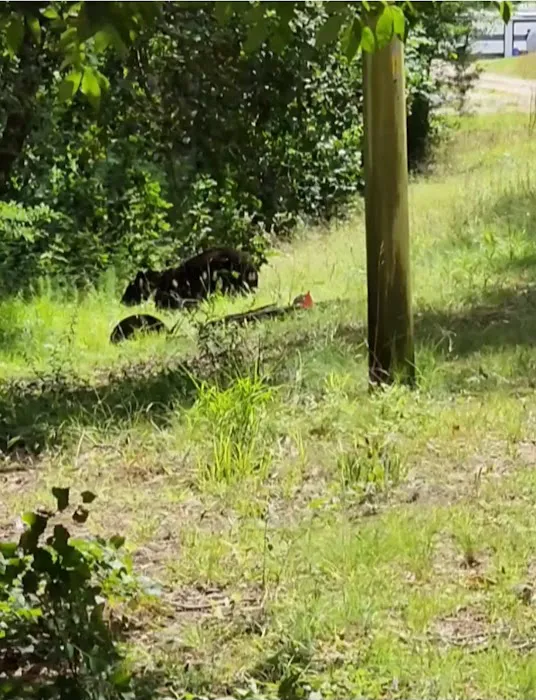 Spring Hollow Camping, LLC Picture 7