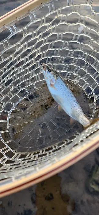 Snake River 8C1 Picture 9