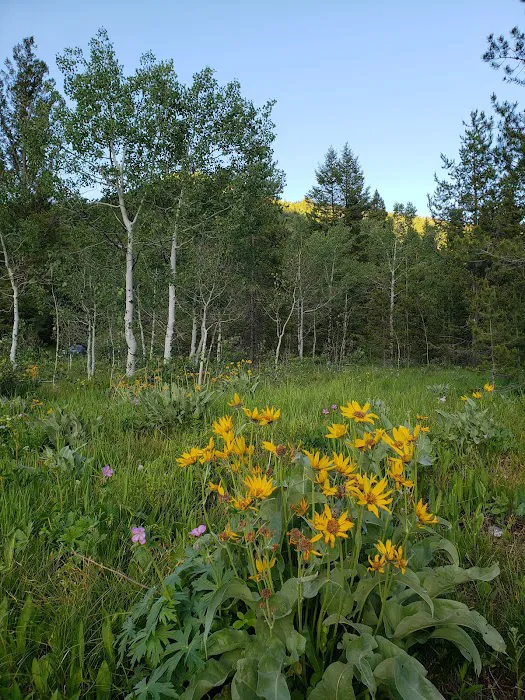 Teton Canyon Campground Picture 10