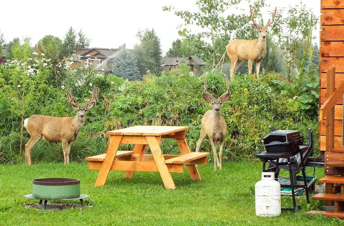 Thaidaho Victor Picture 3