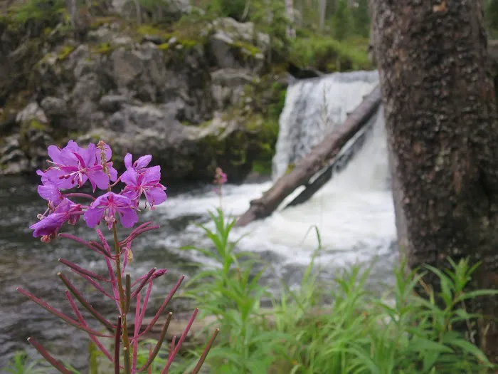 Firehole Falls Campground Picture 4