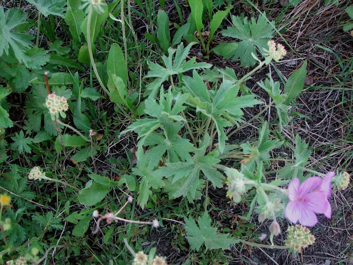 Lizard Creek Campground Picture 10