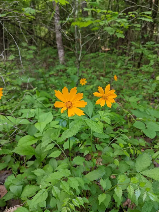 Raccoon Valley at Volunteer Park Picture 6