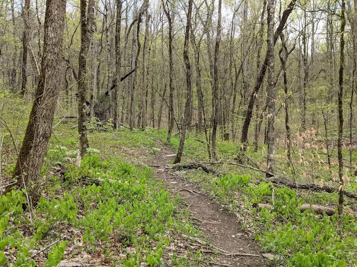 Raccoon Valley at Volunteer Park Picture 4