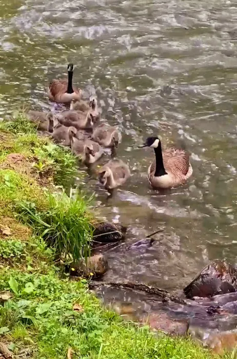 Creekwood Farm RV Park Picture 10