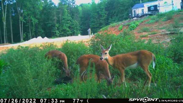 Martin Creek Rv Park Picture 1