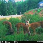 Martin Creek Rv Park