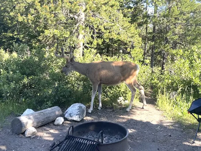 Jenny Lake Campground Picture 8