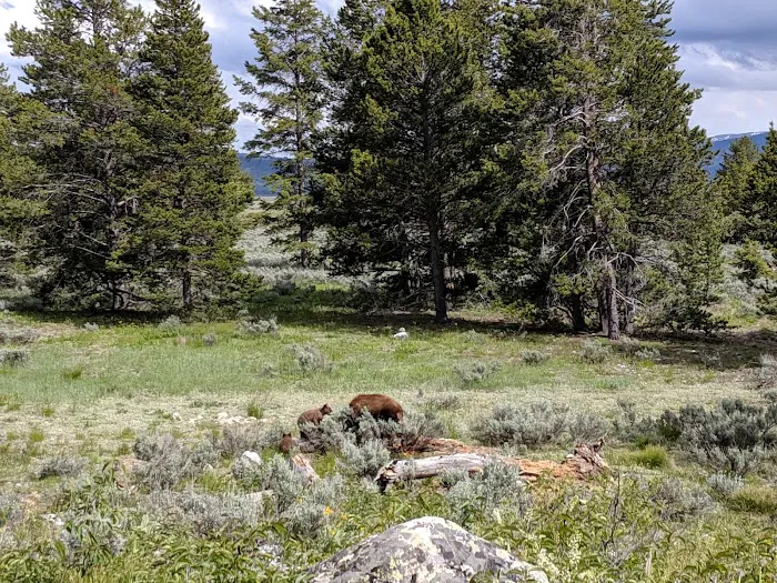 Jenny Lake Campground Picture 9