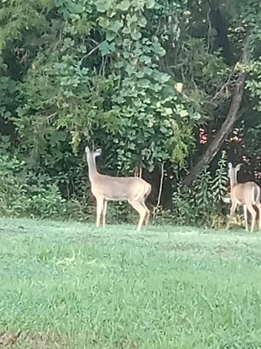 Lakeview mhp/rv park Picture 5