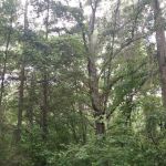 Hartwell Village Mobile Home